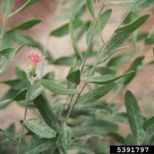 Russian knapweed leaves