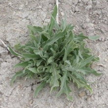 Russian knapweed leaves