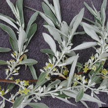 Foliage and flowers