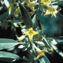 Foliage and flowers