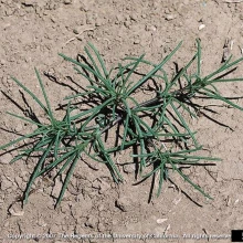 Immature Russian thistle plant