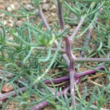 Characteristic striped stem of Russian thistle