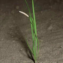 Salsify seedling