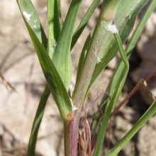 Salsify leaves and stem