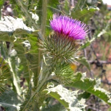 Flower head with spiny bracts