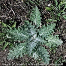 Scotch thistle rosette