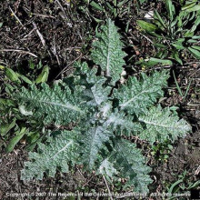 Scotch thistle rosette