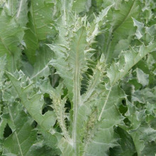 Scotch thistle leaves