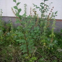 Siberian elm sapling