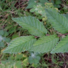 Conspicuous veins on leaves