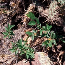 Siberian elm seedlings