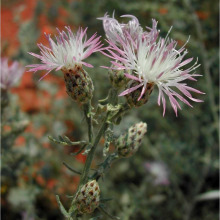 Flower head with spots on bracts