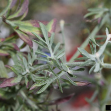 Spotted knapweed leaves