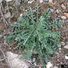 Spotted knapweed basal rosette