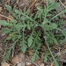 Spotted knapweed seedling