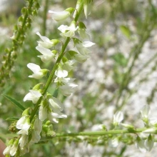 White form of sweetclover