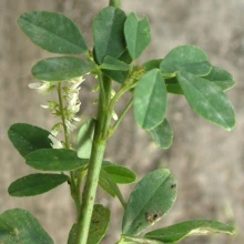 Sweetclover stem and leaves