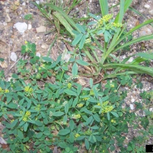 Immature sweetclover