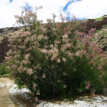 Tamarisk with flowers