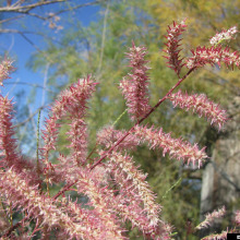 Tamarisk flowers