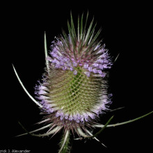 Teasel flower head