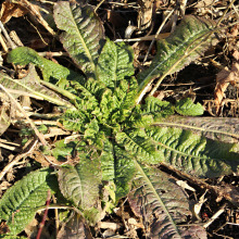 Teasel basal rosette