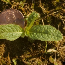 Teasel seedling