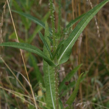 Teasel leaves