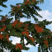 tree of heaven flowers