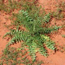 Tumble mustard basal rosette