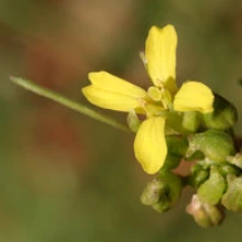 tumble mustard flower