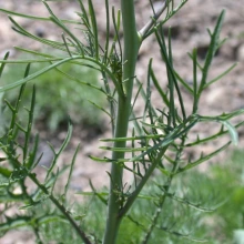 Tumble mustard foliage