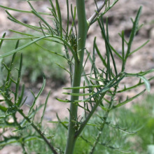 Tumble mustard foliage