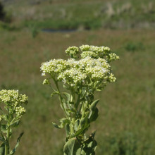 Whitetop flowers and leaves