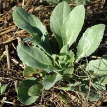 Whitetop basal rosette