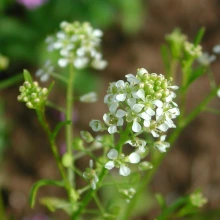 Virginia pepperweed