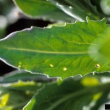 Whitetop leaf