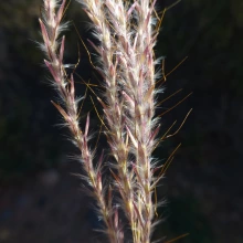 Yellow bluestem