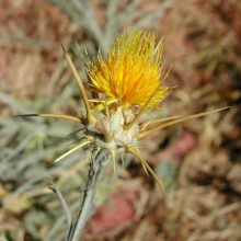 Flower head with spiny bracts