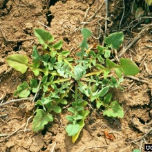 Yellow starthistle basal rosette