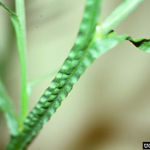 Yellow starthistle leaves