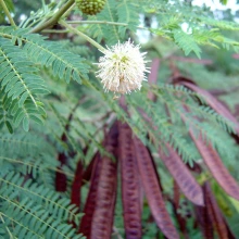 Leucaena leucocephala flower