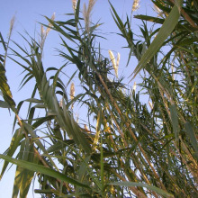 Arundo donax