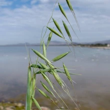 Avena fatua