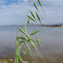 Avena fatua