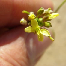 Brassica tournefortii flowers