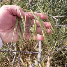 Bromus diandrus