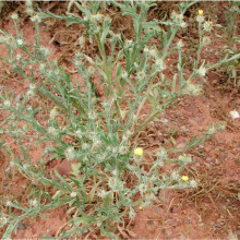 Centaurea melitensis full plant