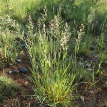 Eragrostis lehmanniana