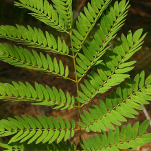 Leucaena leucocephala